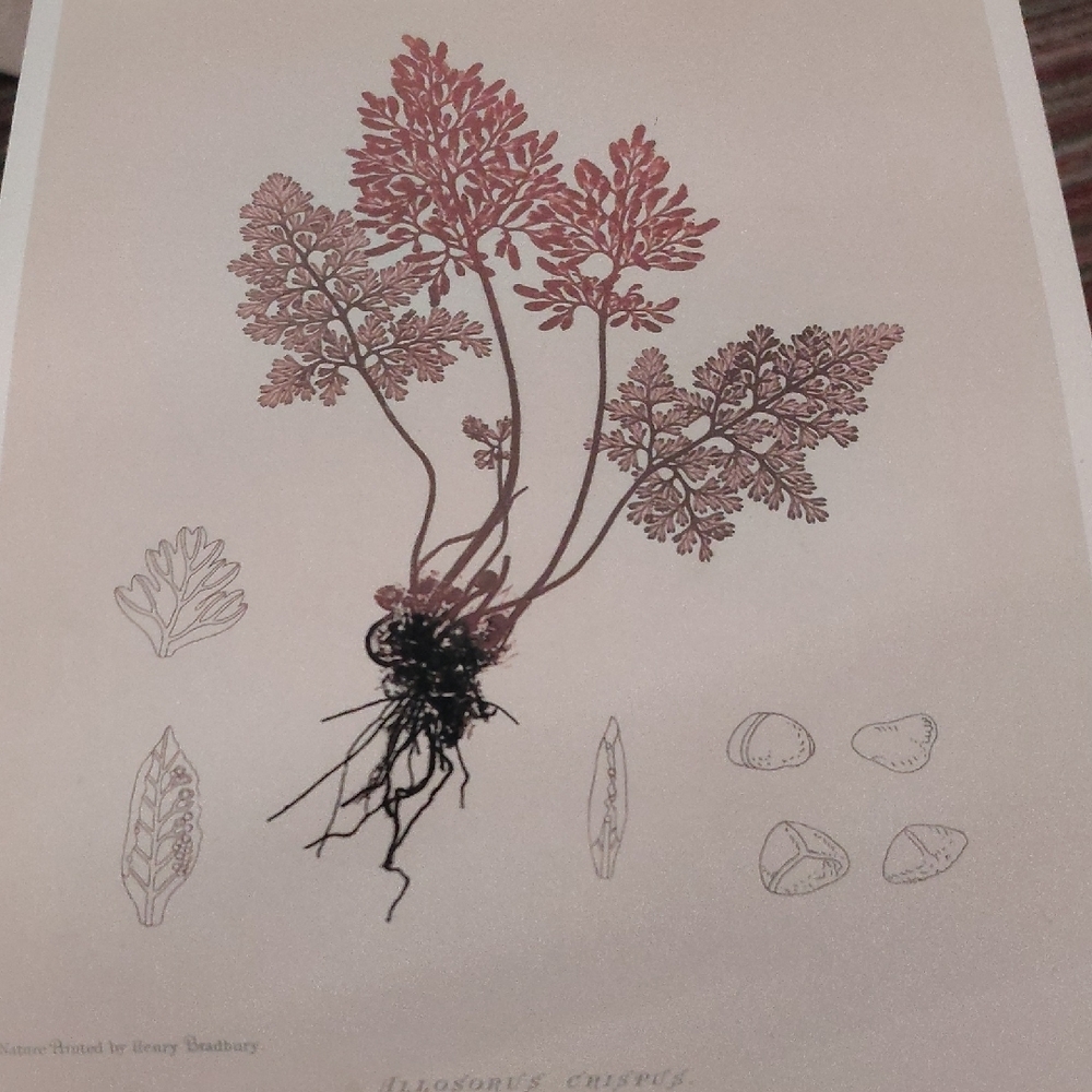 Botanical Art Print with Red and Brown Accents